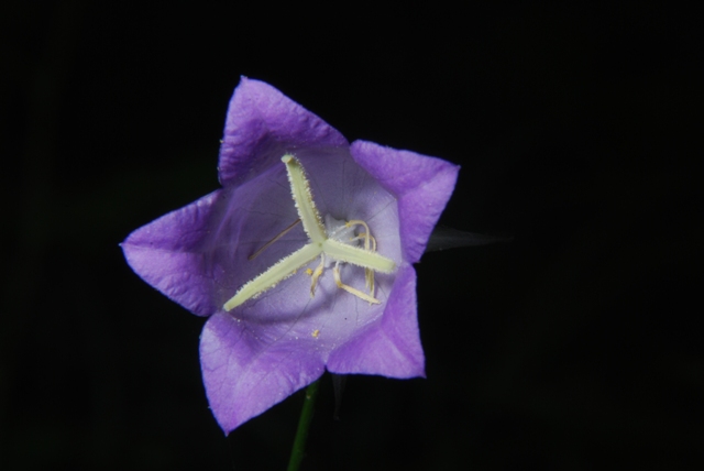 Campanula persicifolia